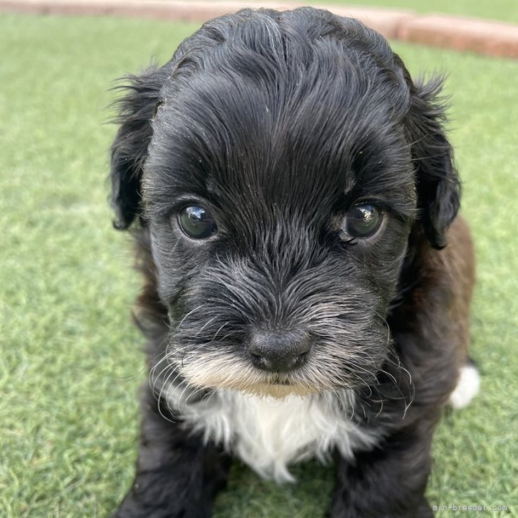 ブリーダー画像