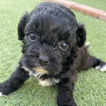 シープー(トイプードル×シーズー)【広島県・女の子・2025年10月24日・ブラック】の写真「人懐っこい女の子」