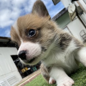 ウェルシュ・コーギー・ペンブローク【広島県・男の子・2025年8月28日・レッドアンドホワイト】の写真「人懐っこい男の子」