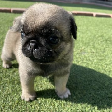 パグ【広島県・女の子・2025年10月12日・フォーン】の写真「ムチコロで可愛い女の子」