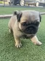 パグ【広島県・男の子・2025年11月5日・フォーン】の写真5