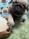パグ【広島県・男の子・2025年1月28日・フォーン】の写真9