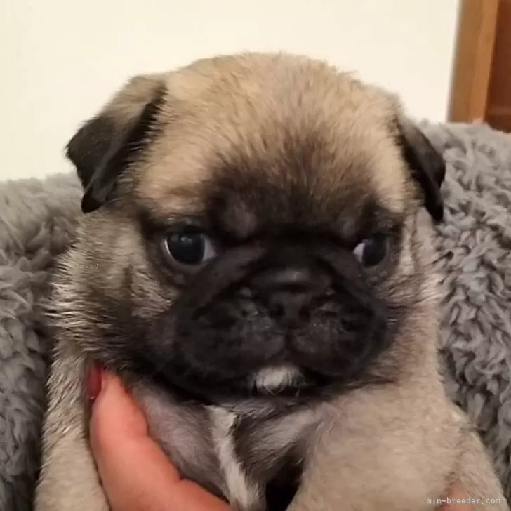 ID:2401-06676の子犬