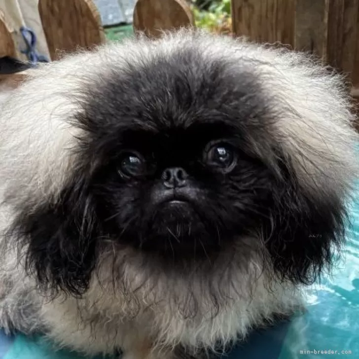 ID：2508-02127の子犬