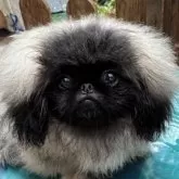 ペキニーズ