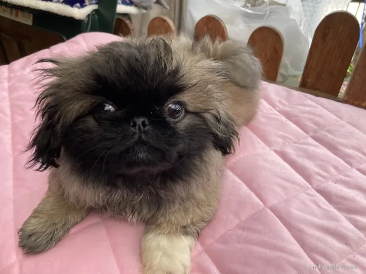 ID：2202-02872の子犬