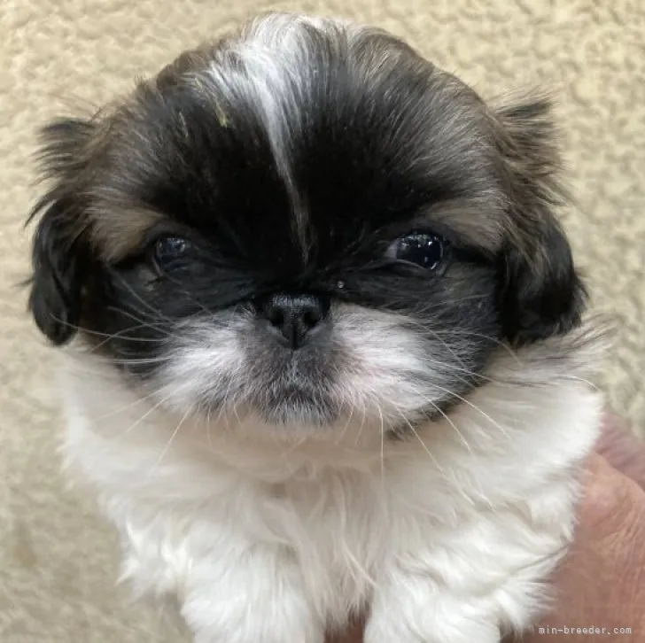 ID:2303-00540の子犬