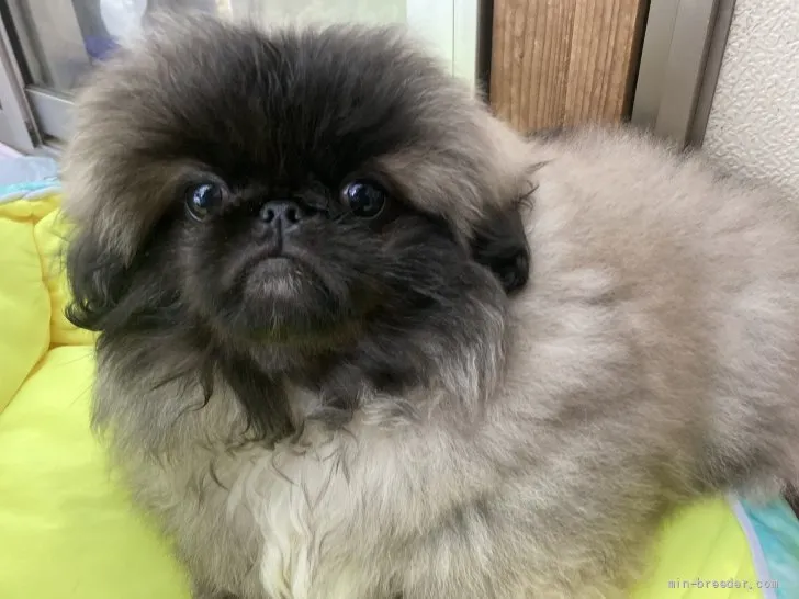 ID：2202-02868の子犬