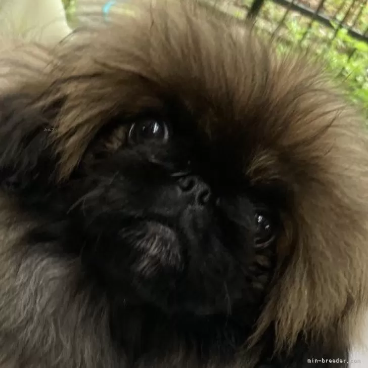 ID：2403-07147の子犬