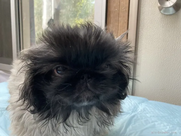 ID：2112-03679の子犬