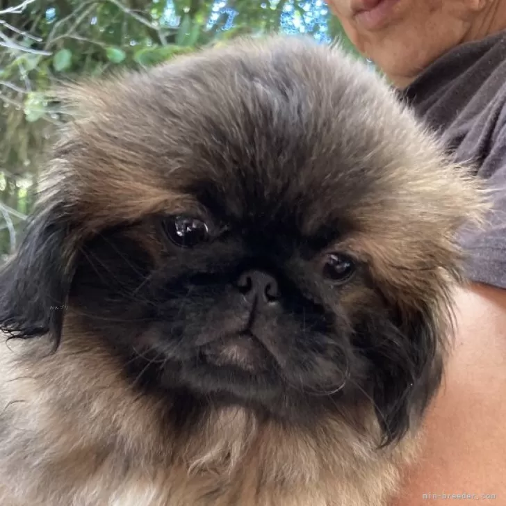ID：2408-02555の子犬