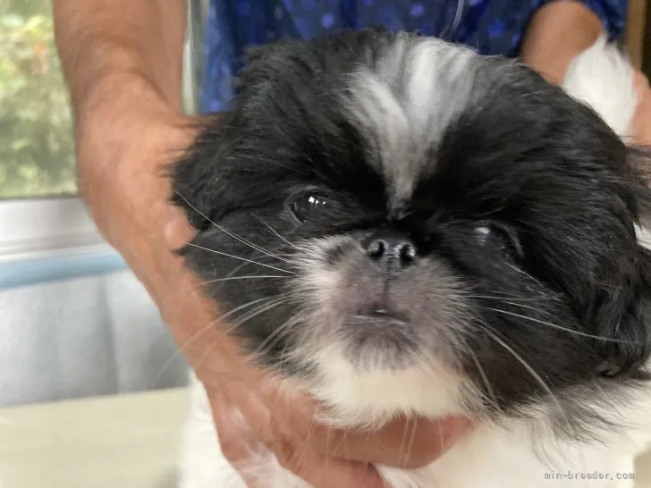 ID：2110-03064の子犬