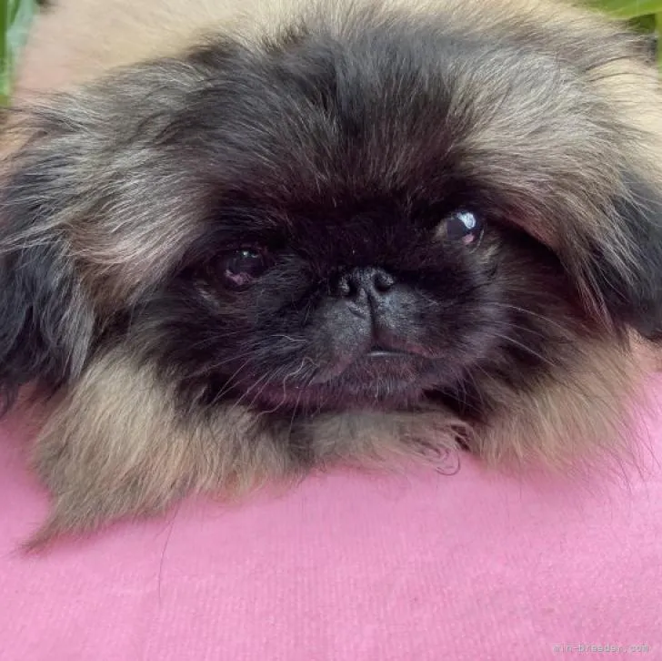 ID：2208-05186の子犬