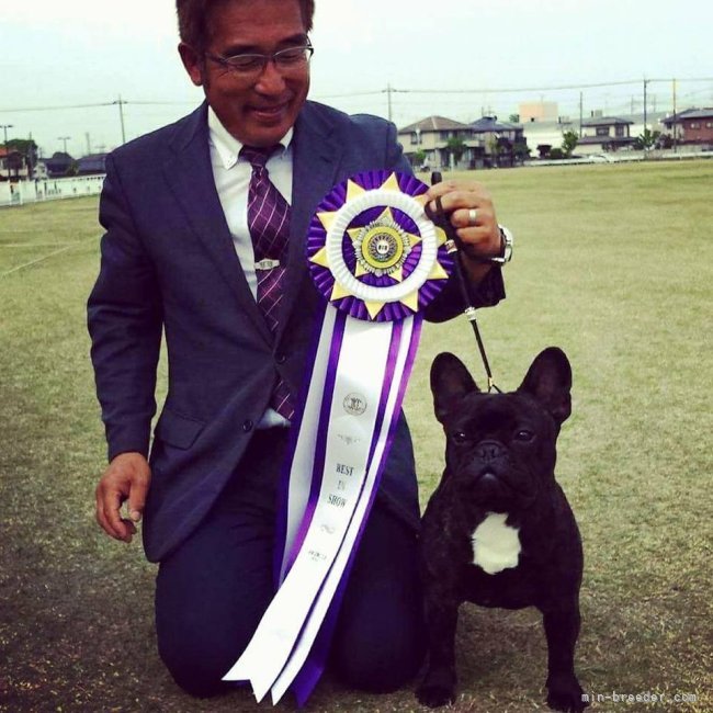 藤田杏里ブリーダー