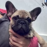 フレンチブルドッグ