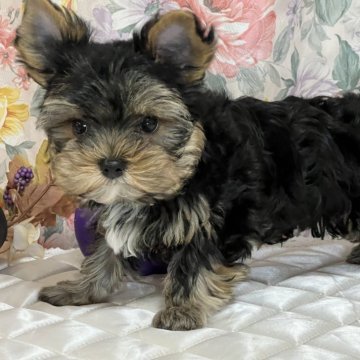 ヨークシャーテリア【広島県・男の子・2025年7月7日・スチールブルー&タン】の写真「令和7年7月7日生まれのボクです。」