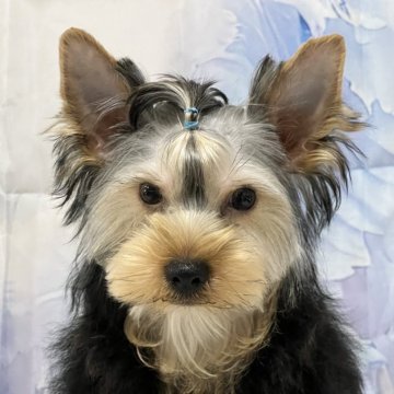 ヨークシャーテリア【広島県・男の子・2024年10月30日・スチールブルー&タン】の写真「食欲旺盛で元気いっぱいの子、性格は甘えん坊」