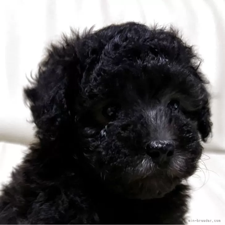 ID:2507-08024の子犬