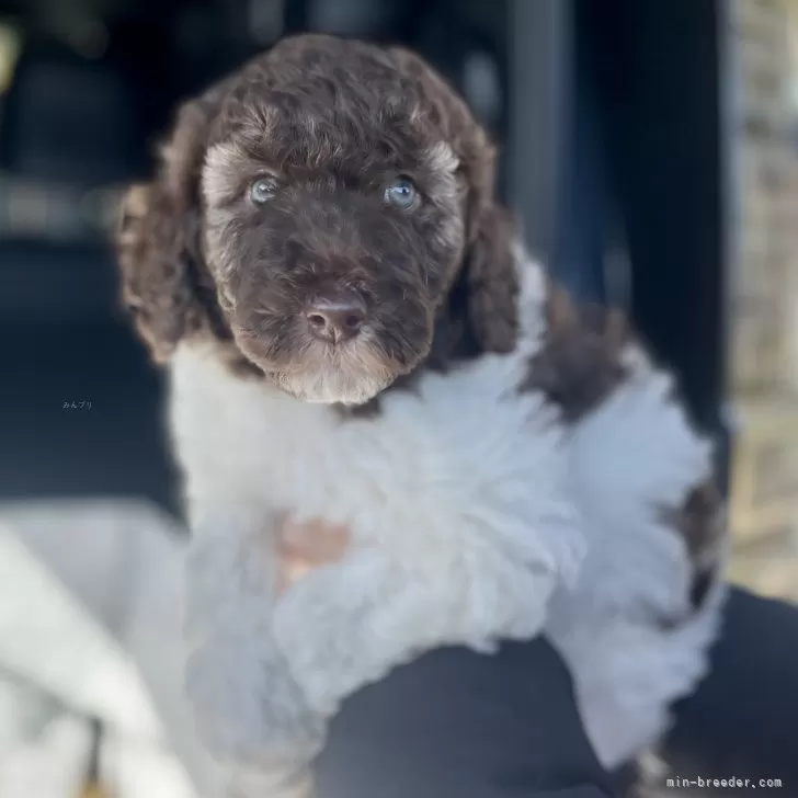 ID：2502-00806の子犬