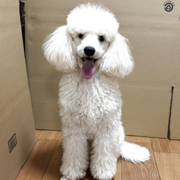 トイプードル(トイ)【三重県・男の子・2025年2月4日・ホワイト】の写真「三連休限定のご家族様募集😳🤍」