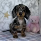 ミニチュアダックスフンド(ロング)【三重県・男の子・2024年10月18日・シルバーダップル】の写真1