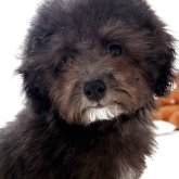 トイプードル(タイニー)