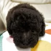 タイニープードル