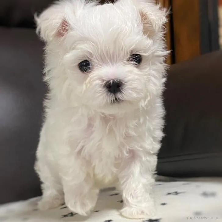 ID：2210-02293の子犬