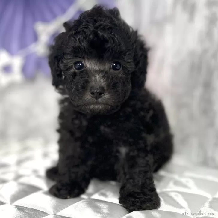 ID：2407-06226の子犬