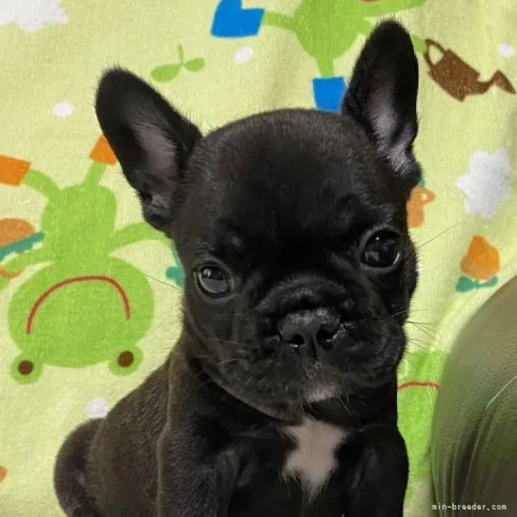 ID：2207-00876の子犬