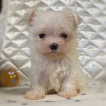 マルチーズ【三重県・男の子・2023年4月18日・ホワイト】の写真「甘えん坊な構ってくん🥰🥰」