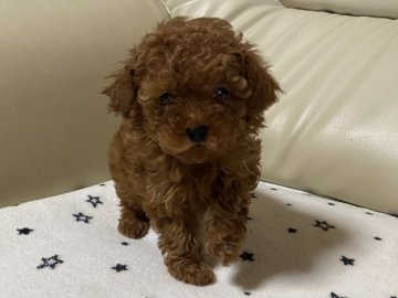 トイプードル(タイニー)【三重県・男の子・2022年2月15日・レッド】の写真「元気いっぱいシャイボーイ🐶💕」