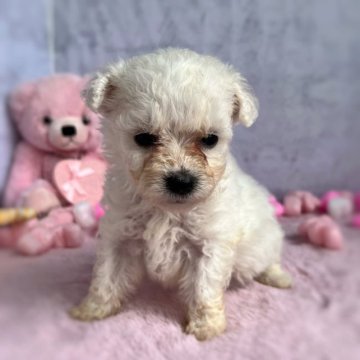 ビションフリーゼ【三重県・女の子・2023年5月13日・ホワイト】の写真「おてんば娘ちゃん👧💕」