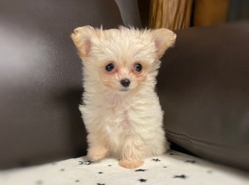 チワプー(チワワ×プードル)【三重県・女の子・2022年2月11日・クリーム】の写真「小ぶりの可愛い女の子💓」