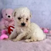 ビションフリーゼ【三重県・女の子・2023年5月18日・ホワイト】の写真1