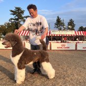 スタンダードプードル【・男の子・2023年5月15日・ブラウン&ホワイト】