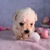 ビションフリーゼ【三重県・女の子・2023年5月18日・ホワイト】の写真4