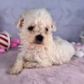 ビションフリーゼ【三重県・女の子・2023年5月18日・ホワイト】の写真5