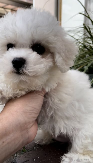 ビションフリーゼのわたあめくん｜佐藤　由実(さとう　ゆみ)ブリーダー(三重県・ビションフリーゼなど・JKC登録)の紹介写真2