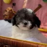 ティーカッププードル