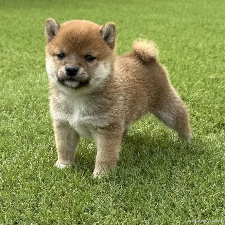ID:2505-02528の子犬