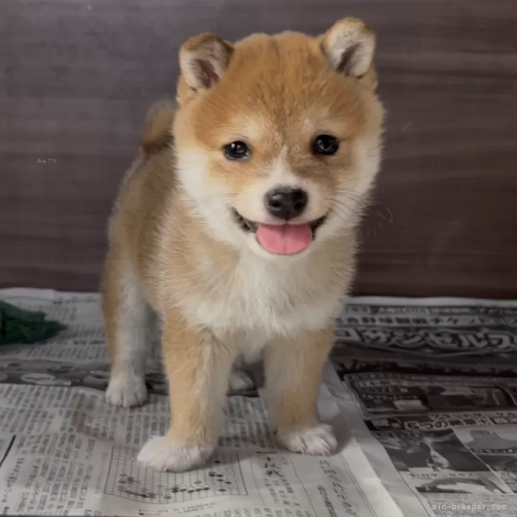T.S 様のお迎えした子犬