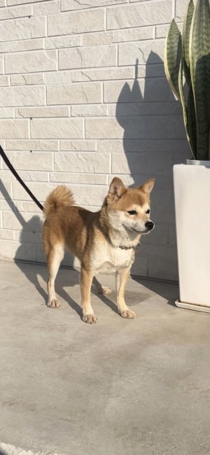 豆柴【・女の子・2023年9月7日・赤】