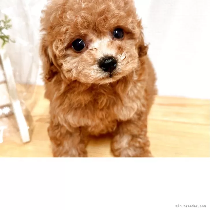 ID：2509-04219の子犬