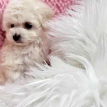 トイプードル(タイニー)【滋賀県・男の子・2024年11月5日・ホワイト】の写真「可愛いです。短期募集になります❤️」