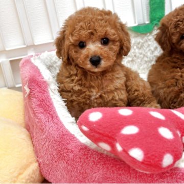 トイプードル(トイ)【滋賀県・女の子・2025年5月10日・アプリコット】の写真「❣️短期募集❣️」