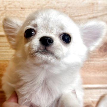 チワワ(ロング)【滋賀県・女の子・2025年8月22日・ホワイトクリーム】の写真「❤️どんどん可愛くなってます❤️」
