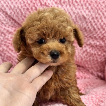 トイプードル(タイニー)【滋賀県・男の子・2025年1月25日・レッド】の写真「⭐️賢い賢い子短期募集⭐️」