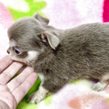 チワワ(ロング)【滋賀県・女の子・2025年10月17日・イザベラタン】の写真「❤️可愛いです❤️」