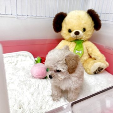 トイプードル(ティーカップ)【滋賀県・女の子・2025年9月19日・クリーム】の写真「❤️極小可愛い過ぎ❤️」